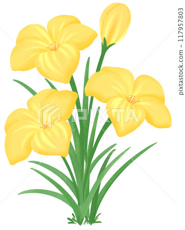 yellow Zephyranthes flowers 117957803