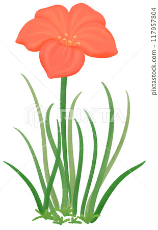 red Zephyranthes flowers 117957804