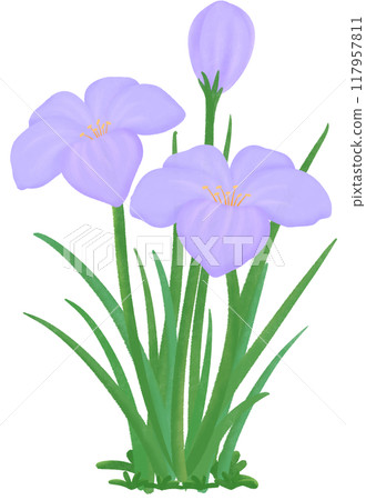 purple Zephyranthes flowers 117957811