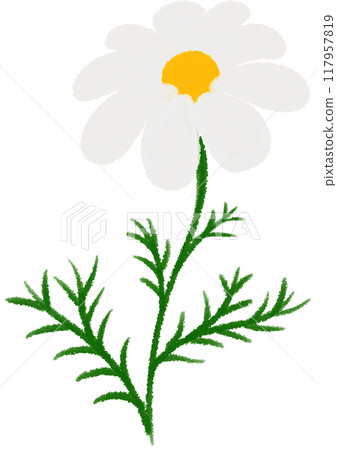 Orange Mexican aster white flower 117957819