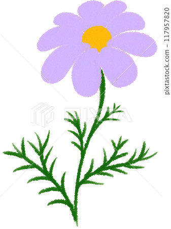 purple Mexican aster  purple flower 117957820