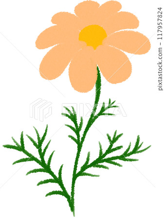 Orange Mexican aster Orange flower 117957824