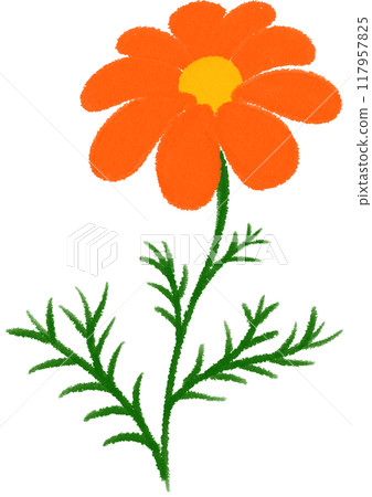 Orange Mexican aster Orange flower 117957825