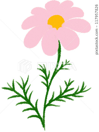 pink Mexican aster pink flower 117957826