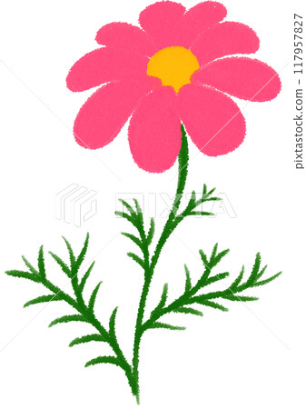 pink Mexican aster pink flower pink Mexican aster pink flower 117957827