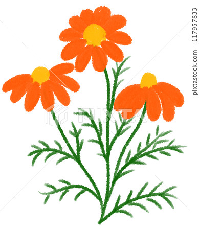 Orange Mexican aster Orange flower 117957833