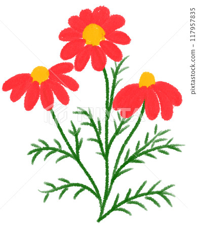 Red Mexican aster  Red flower 117957835