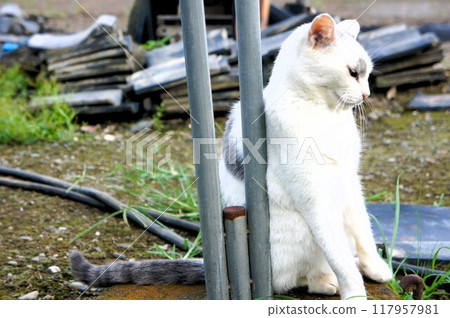 A cat rubbing against an iron A cat rubbing against an iron 117957981
