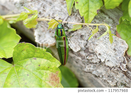 A badger beetle A badger beetle 117957988