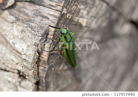 A badger beetle 117957990