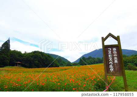 Cosmos in full bloom, Autumn cherry blossoms, Cosmosberg, Omoshiroyama Plateau 117958055