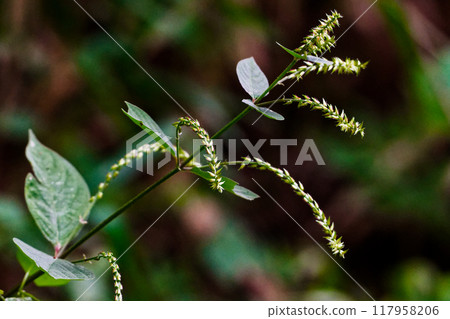 Spikes of the perennial plant of the Amaranthaceae family, Achyranthes nigricans 117958206