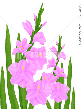 Pink Gladiolus flowers Pink Gladiolus flowers 117958352
