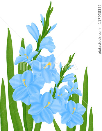 Blue Gladiolus Blue Gladiolus 117958353