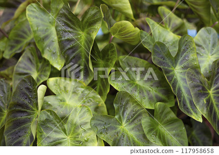 Closeup of beautiful fresh green leaves of Caladium tropical plant in nature background. Closeup of beautiful fresh green leaves of Caladium tropical plant in nature background. 117958658