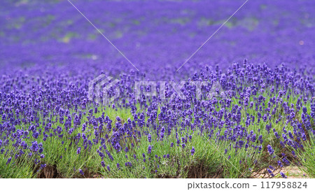 Lavender field with purple flowers blooming all over Lavender field with purple flowers blooming all over 117958824