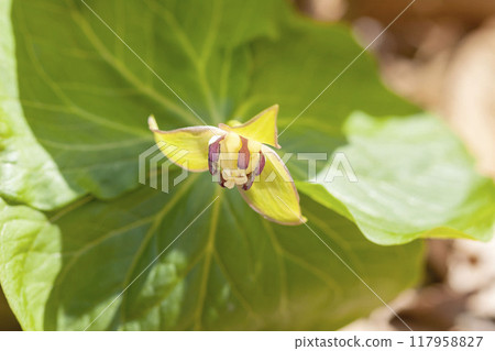 恩里克湯 恩里克湯 117958827