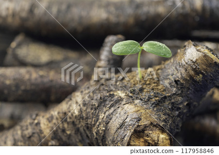 A sprout with water droplets growing from a fallen tree A sprout with water droplets growing from a fallen tree 117958846