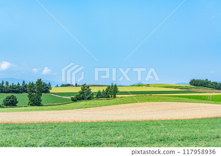 北海道美瑛町，夏天的北海道，美瑛之鄉，有著美麗的拼湊而成的圖案 117958936