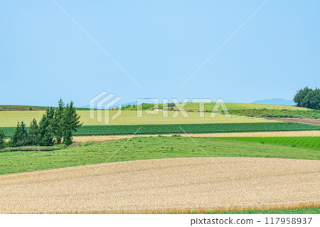 Biei Town, Hokkaido, Summer in Hokkaido, The beautiful patchwork-like pattern of Biei's land Biei Town, Hokkaido, Summer in Hokkaido, The beautiful patchwork-like pattern of Biei's land 117958937