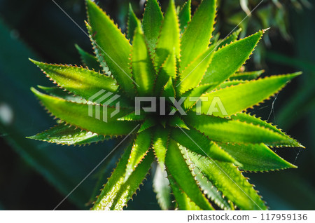 Pineapple grow on tree in garden 117959136
