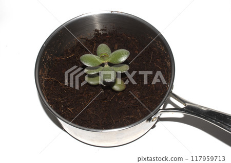 Close Up of a Succulent Money Plant Growing in Soil in a Saucepan on White Background Close Up of a Succulent Money Plant Growing in Soil in a Saucepan on White Background 117959713