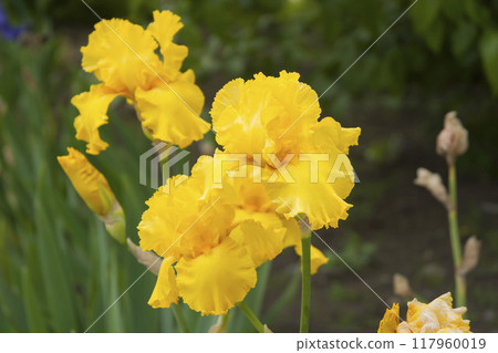 German iris 117960019