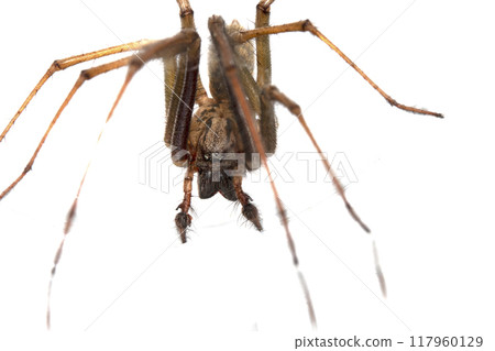 Close Up of a Large Scary House Spider with Hairy Legs and Fangs 117960129