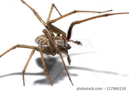 Close Up of a Large Scary House Spider with Hairy Legs and Fangs 117960130