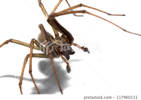 Close Up of a Large Scary House Spider with Hairy Legs and Fangs 117960131