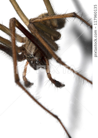 Close Up of a Large Scary House Spider with Hairy Legs and Fangs 117960135