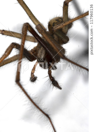 Close Up of a Large Scary House Spider with Hairy Legs and Fangs 117960136