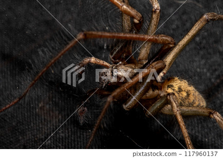 Close Up of a Large Scary House Spider with Hairy Legs and Fangs 117960137