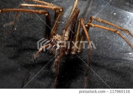Close Up of a Large Scary House Spider with Hairy Legs and Fangs 117960138