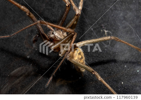 Close Up of a Large Scary House Spider with Hairy Legs and Fangs 117960139