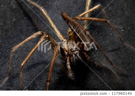 Close Up of a Large Scary House Spider with Hairy Legs and Fangs 117960140