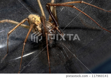 Close Up of a Large Scary House Spider with Hairy Legs and Fangs 117960141
