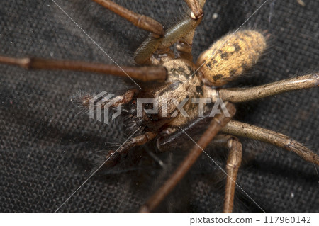 Close Up of a Large Scary House Spider with Hairy Legs and Fangs 117960142