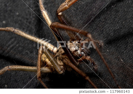 Close Up of a Large Scary House Spider with Hairy Legs and Fangs 117960143