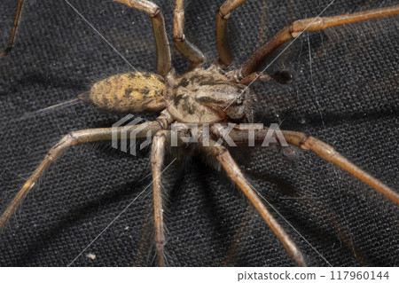 Close Up of a Large Scary House Spider with Hairy Legs and Fangs Close Up of a Large Scary House Spider with Hairy Legs and Fangs 117960144