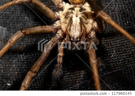Close Up of a Large Scary House Spider with Hairy Legs and Fangs 117960145