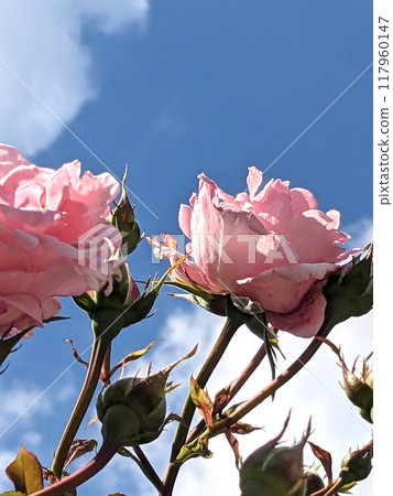 Pink Rose FLowers on a Plant with a Blue Sky and White Cloud Background Pink Rose FLowers on a Plant with a Blue Sky and White Cloud Background 117960147