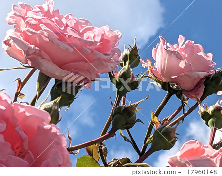 Pink Rose FLowers on a Plant with a Blue Sky and White Cloud Background Pink Rose FLowers on a Plant with a Blue Sky and White Cloud Background 117960148