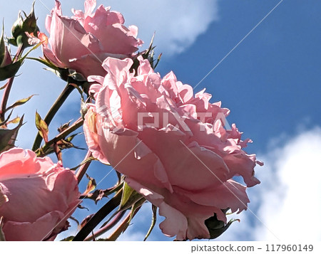 Pink Rose FLowers on a Plant with a Blue Sky and White Cloud Background 117960149