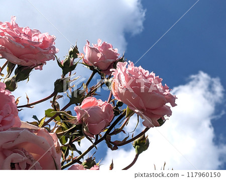 Pink Rose FLowers on a Plant with a Blue Sky and White Cloud Background 117960150