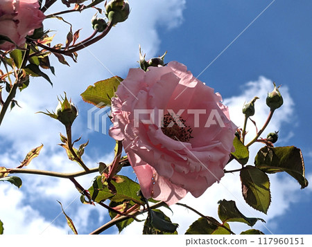 Pink Rose FLowers on a Plant with a Blue Sky and White Cloud Background Pink Rose FLowers on a Plant with a Blue Sky and White Cloud Background 117960151
