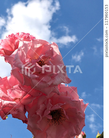 Pink Rose FLowers on a Plant with a Blue Sky and White Cloud Background Pink Rose FLowers on a Plant with a Blue Sky and White Cloud Background 117960153