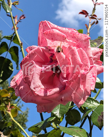 Pink Rose FLowers on a Plant with a Blue Sky and White Cloud Background 117960154