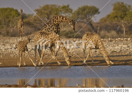 Group of Giraffe in Etosha National Park 117960196
