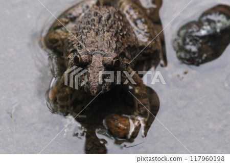 Numa 為 Elle 特寫 117960198